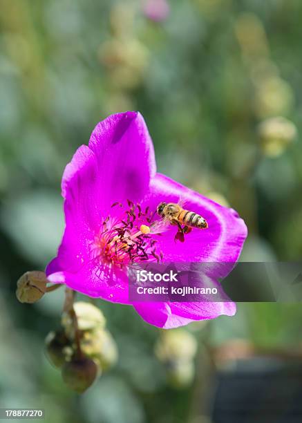 Honey Bee On Pink Flower Stock Photo - Download Image Now - Animal Antenna, Animal Body Part, Animal Wing