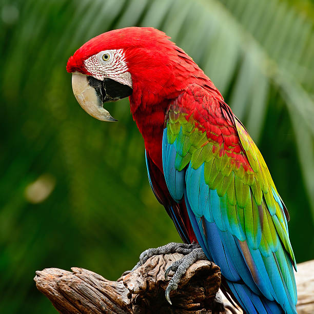 Greenwinged Macaw stock photo