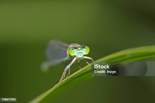 Damsel플라이에는 터치스크린을 사용하는 두 아이 곤충에 대한 스톡 사진 및 기타 이미지 - 곤충, 교습, 교육