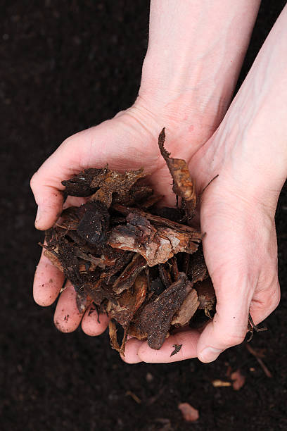 istock Hands full of garden bark 178877508