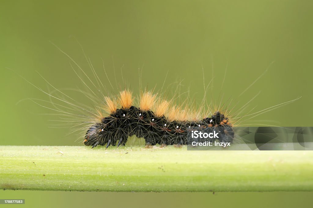 caterpillar auf der Pflanze einzudämmen - Lizenzfrei Aktivität Stock-Foto