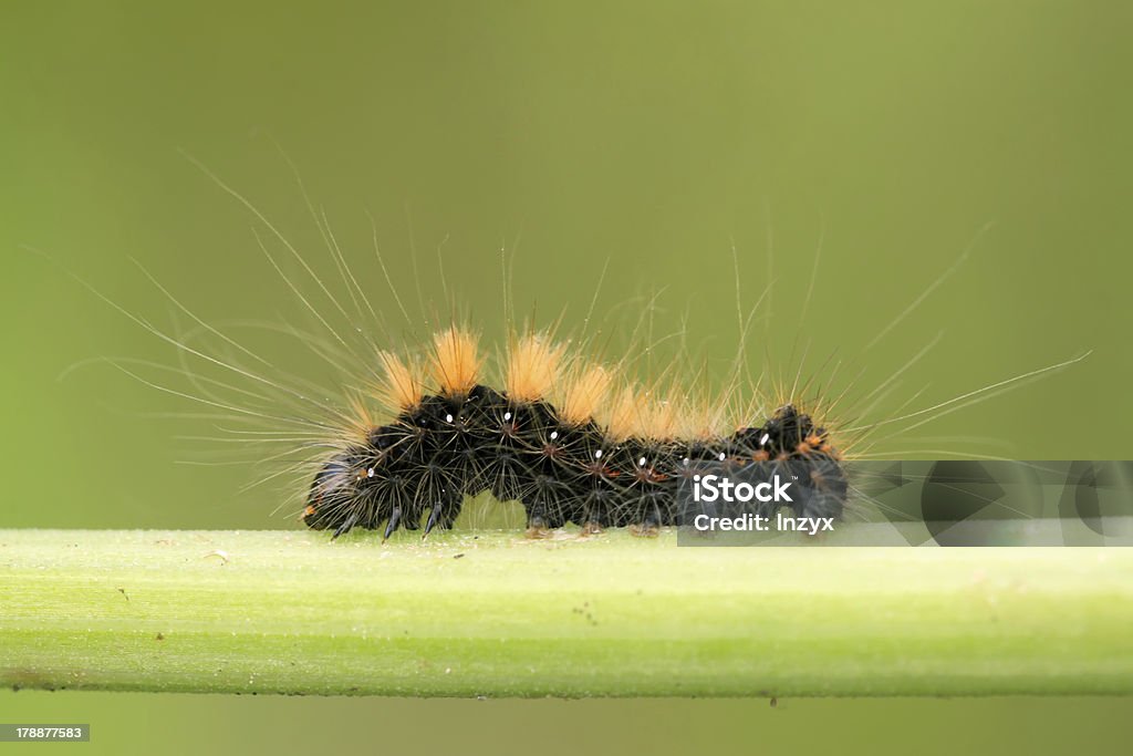 caterpillar nella divisione asta - Foto stock royalty-free di Ambientazione esterna