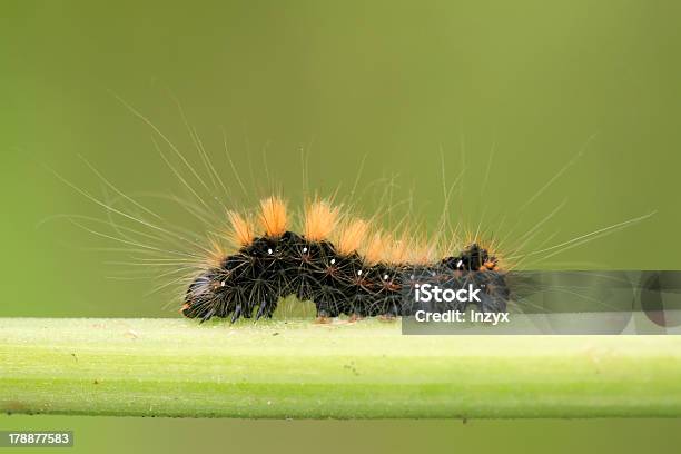 Caterpillar Nella Divisione Asta - Fotografie stock e altre immagini di Ambientazione esterna - Ambientazione esterna, Ambiente, Animale