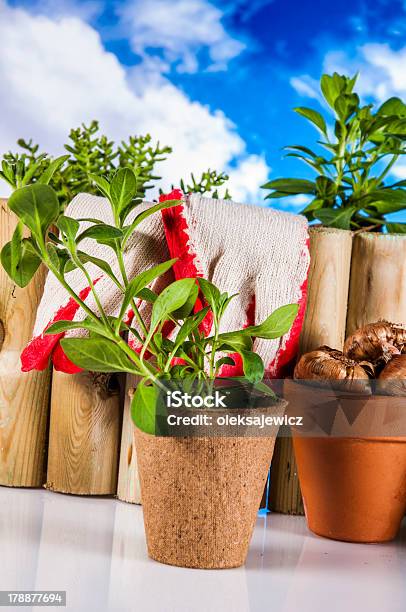 Bellissima Composizione Di Giardinaggio - Fotografie stock e altre immagini di Agricoltura - Agricoltura, Aiuola, Albero