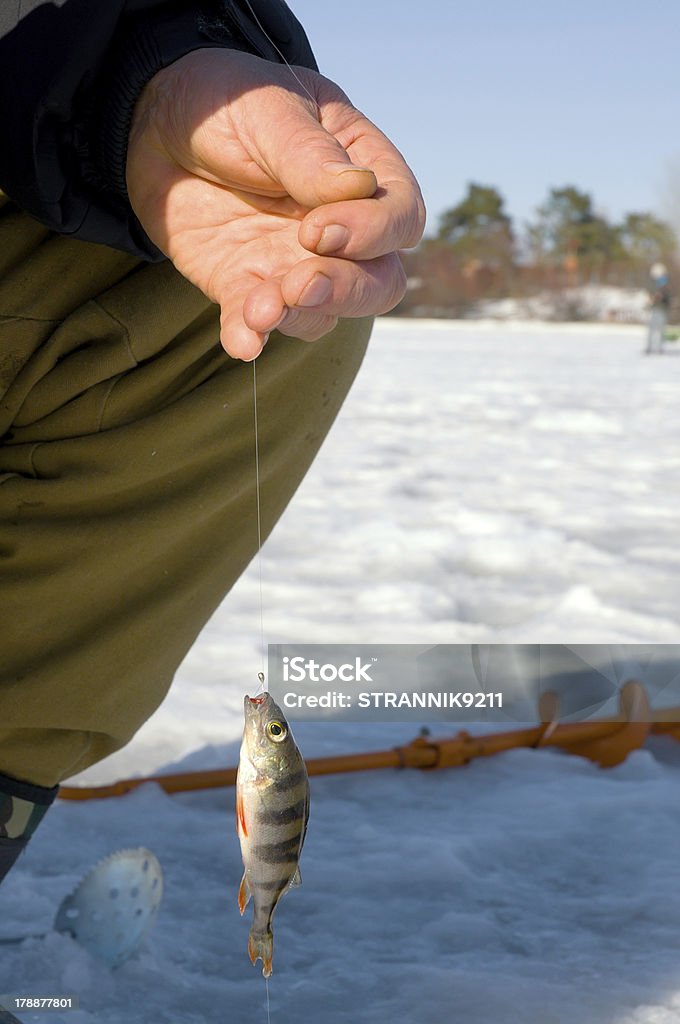 Winter fishing. Winter fishing. A fisherman holds caught perch. Catching Stock Photo