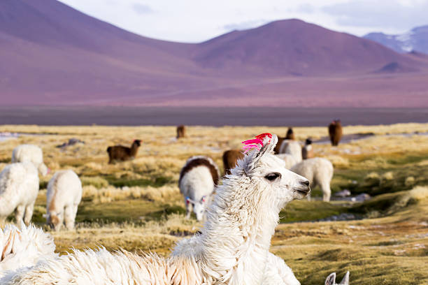 istock Lama on the Laguna Colorada, Bolivia 178878037