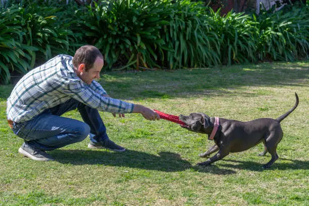 Blue Staffordshire Bull Terrier or Staffy playing tug-of-war game