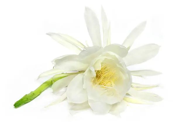 Rare night queen flower over white background