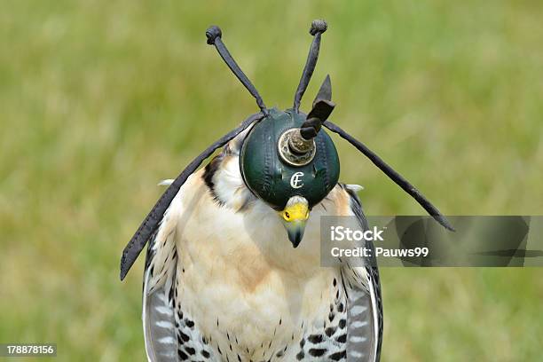 Búteodepé Com Capuz - Fotografias de stock e mais imagens de Animais caçando - Animais caçando, Animal, Animal Cativo