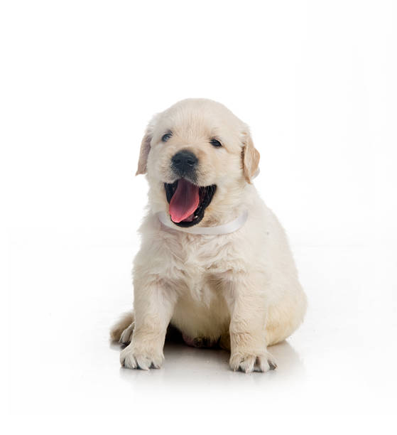 istock small cute golden retriever puppy,  on white background 178878177