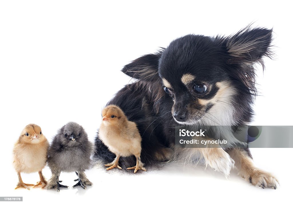 Молодые chicks и Чиуауа - Стоковые фото Без людей роялти-фри