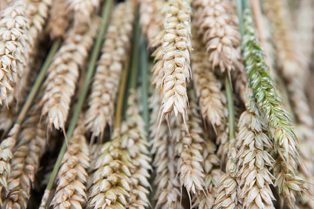 Wheat grass stock photo