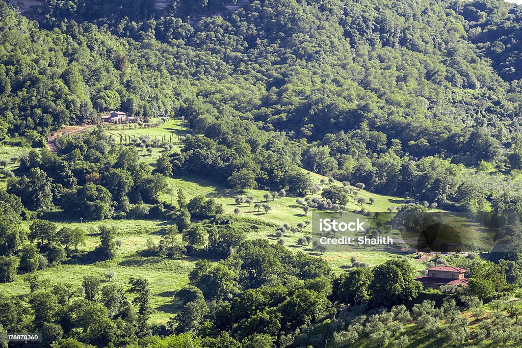 View of a farm with olive groves View of a farm with olive groves. Lazio Stock Photo