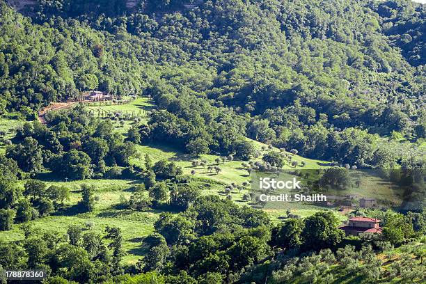 View Of A Farm With Olive Groves Stock Photo - Download Image Now - Lazio, Vineyard, Agricultural Field