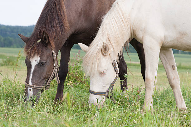 Beautiful brown Haflinger horse eating grass. Close-up, focus on horse's head and mane. Perfect for equine photography, rural landscapes, farm life, and animal themes