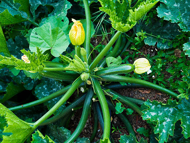 Calabacín planta (con flores) crece en una comunidad agrícola - foto de stock