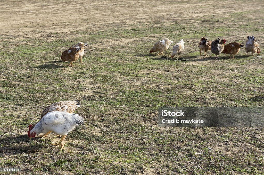 Frango caipira - Foto de stock de Agricultura royalty-free