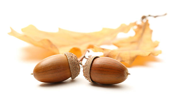 istock Fresh acorn with dried leaves 178878570