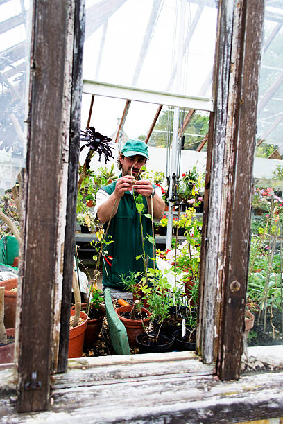 istock Greenhouse gardening 178878624