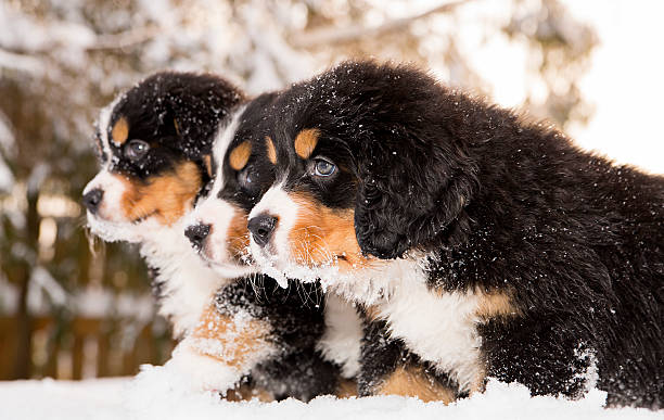 バーニーズマウンテンドッグ人形もレジャーにもぴったりのゲーム - dog snow bernese mountain dog paw ストックフォトと画像