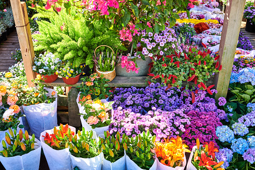 Plants in garden center or street market. Sale of varietal seedlings of flowers in pots. Sprouts of dahlias. Season of planting flowers. Variety.