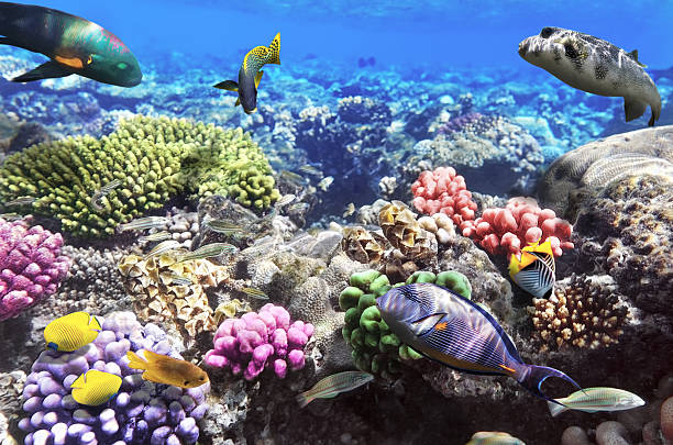 istock Coral and fish in the Red Sea.Egypt 178879140