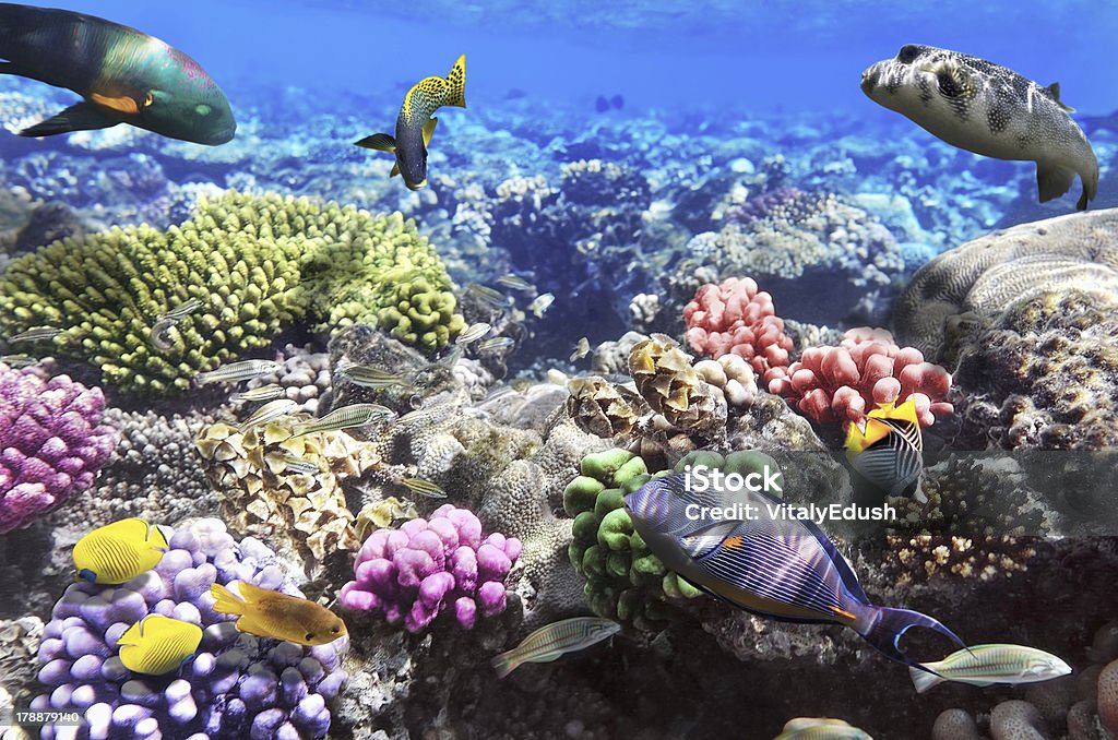 Coral e peixe o Sea.Egypt vermelho - Foto de stock de Abaixo royalty-free