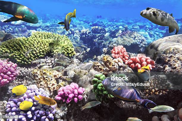 Foto de Coral E Peixe O Seaegypt Vermelho e mais fotos de stock de Abaixo - Abaixo, Animal selvagem, Atol
