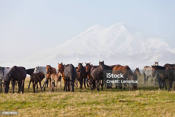 Herde Von Pferden Auf Einem Sommer Grün Viehweide Stockfoto und mehr Bilder von Agrarbetrieb - Agrarbetrieb, Arabien, Braun