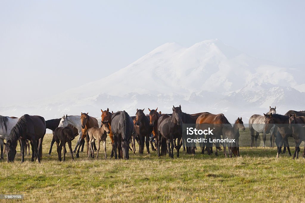 Troupeau de chevaux sur un Pâturage d'été vert - Photo de Agriculture libre de droits