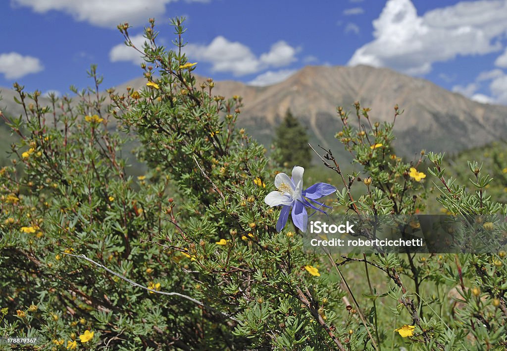 Columbine, estado do Colorado flor - Foto de stock de Animal royalty-free