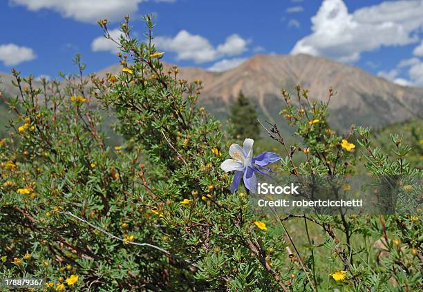 Foto de Columbine Estado Do Colorado Flor e mais fotos de stock de Animal - Animal, Aquilégia, As Américas