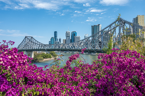 Brisbane skyline behind Story Bridge and pink bougainvillea flowers