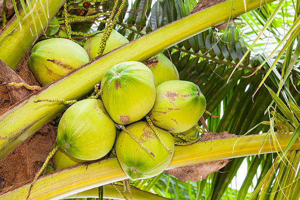 istock The close up of fresh coconut 178879462