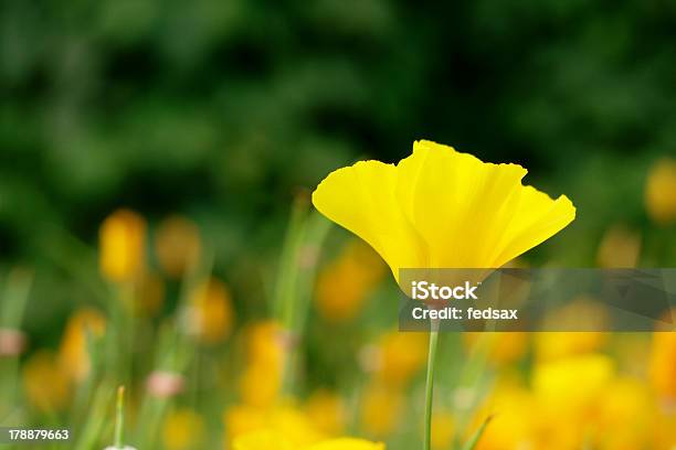 Pozłotka Kalifornijska Eschscholzia Californica - zdjęcia stockowe i więcej obrazów Czas - Czas, Dziki kwiat, Fotografika