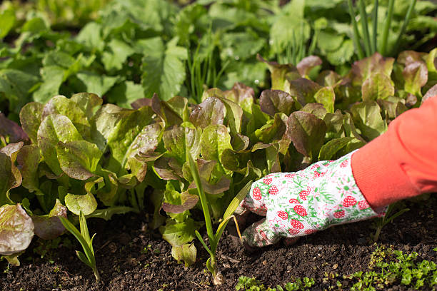 istock Planting salad seedlings 178879707