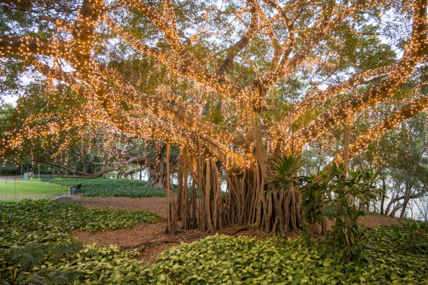 istock Fairy lights on a giant fig tree in Brisbane, Australia 1788797523