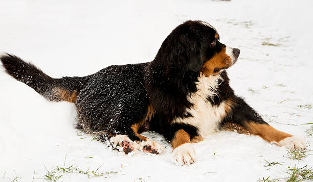 山の犬の母不安人形劇の人形 - dog snow bernese mountain dog paw ストックフォトと画像