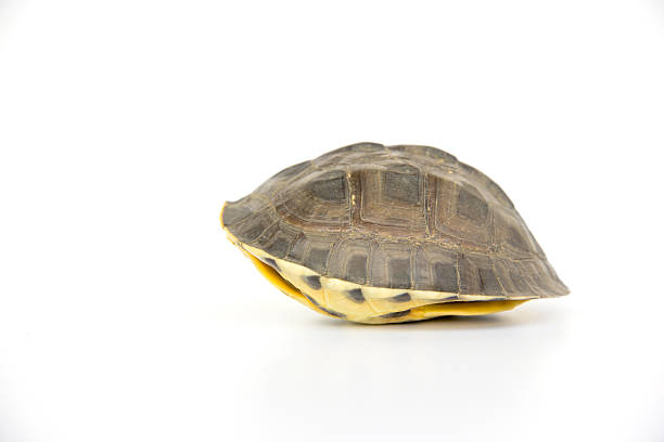 cute turtle stock photo