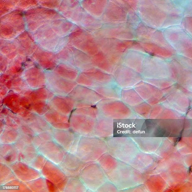 Micrograph Red Cherry Fruit Peel Cell Stock Photo - Download Image Now - Backgrounds, Biological Cell, Biology