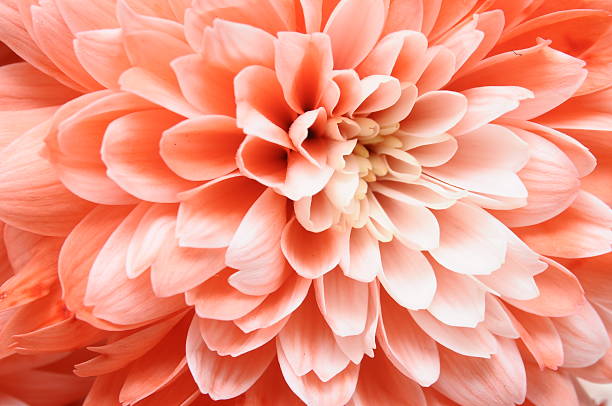 istock Close up of pink flower 178880129