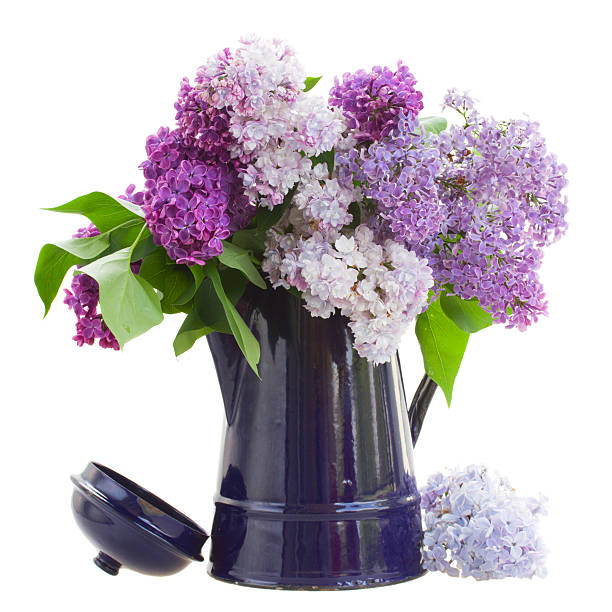 istock Lilac in blue garden pot 178880245