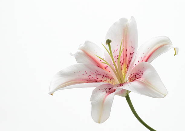 Pink oriental lily stock photo