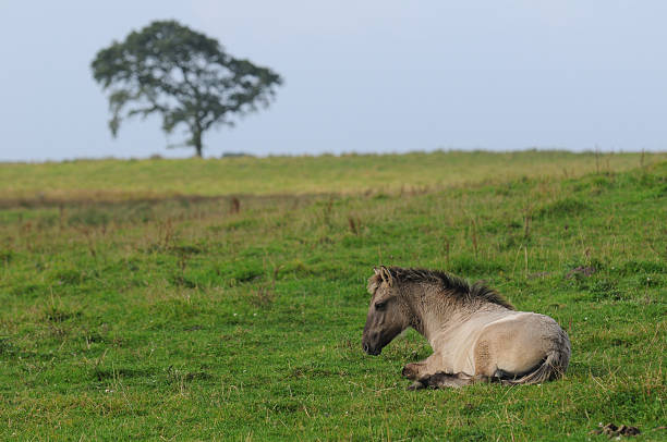 istock Young Konik horse at Geltinger Birk, Germany 178880385
