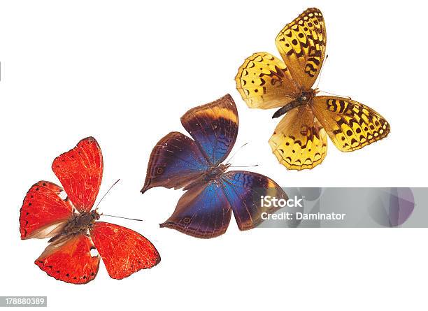 Blauer Schmetterlingcollection Isoliert Auf Weiss Stockfoto und mehr Bilder von Blau
