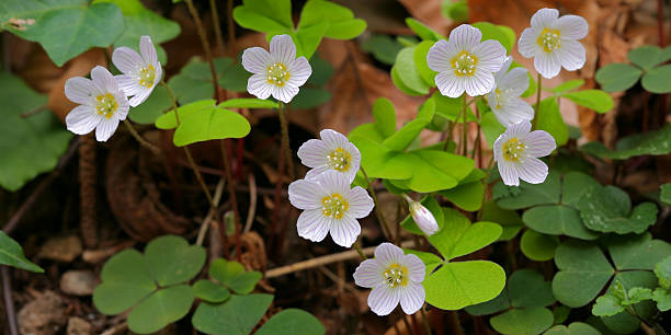istock Spring flowers in the mountains 178880524