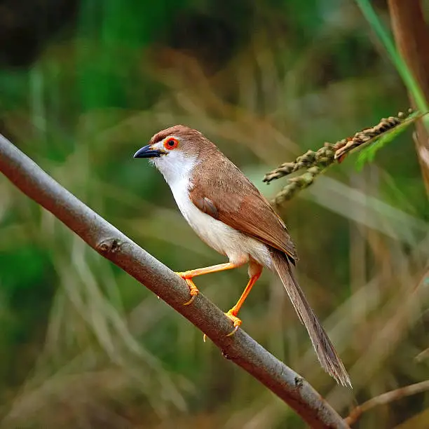 Colorful Yellow-eyed Babbler bird (Chrysomma sinense), standing on a branch, side profile