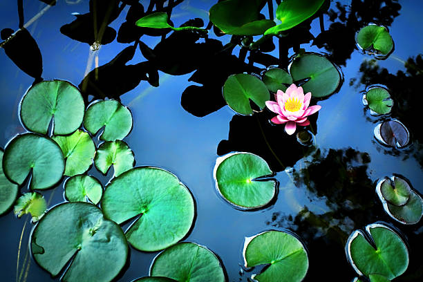 fleur de lotus - lotus reflection flower single flower photos et images de collection