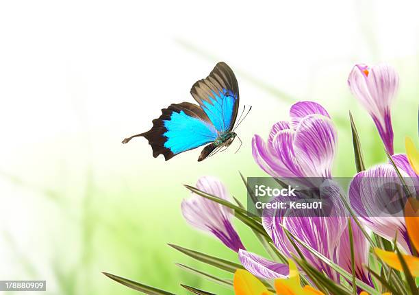 Fondo Floral Foto de stock y más banco de imágenes de Arreglo floral - Arreglo floral, Buqué, Cabeza de flor