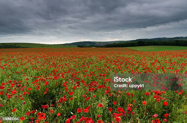 Poppies - Horizonのストックフォトや画像を多数ご用意 - Horizon, カラフル, ケシ